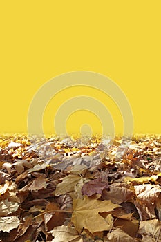 Autumn leaves and yellow backgroun