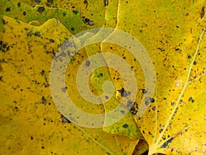 Autumn leaves yellow with green dots background