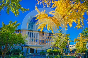 Autumn leaves on Yokohama / Nihon Odori photo