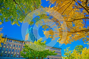 Autumn leaves on Yokohama / Nihon Odori photo