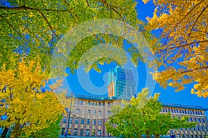 Autumn leaves on Yokohama / Nihon Odori photo