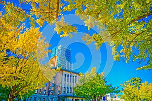 Autumn leaves on Yokohama / Nihon Odori photo