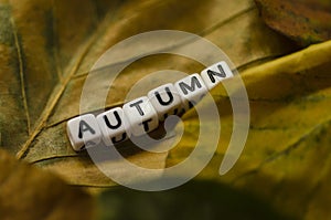 Autumn lettering on colorful autumn leaves