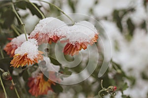 Autumn lflowers Chrysantemum covered wiht snow. Winter came. Macro.