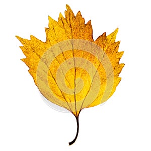 Autumn light yellow maple leaf isolated on the white background.