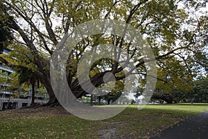 Autumn-like springtime scene of a large ficus virens tree loosing it`s leaves photo