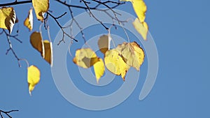 Autumn linden leaves over blue sky