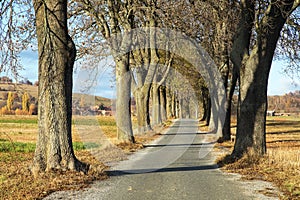 Autumn linden tree alley, autumnal view