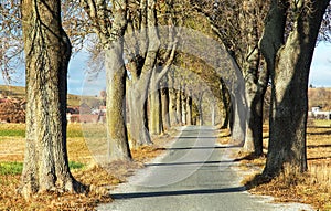 autumn linden tree alley, autumnal view