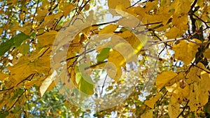 Autumn linden yellow leaves sways in wind