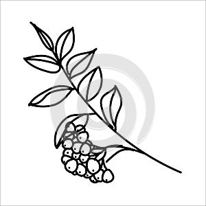 Autumn line art rowan branch with berries and leaves. Hello autumn concept. For postcards, stickers, posters, stamps