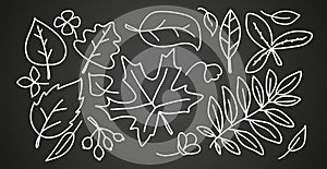 Autumn linear leaves set. Isolated on black background vector illustration. Trees foliage elements for seasonal greeting