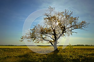 Autumn a lone oak tree and dry grasses under a blue sky