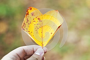 Autumn love. Heart-shaped yellow leaf