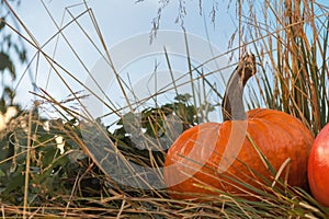 Autumn mabon pumpkin on blue sky background sunny festivale day