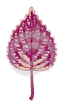 Autumn magenta leaf