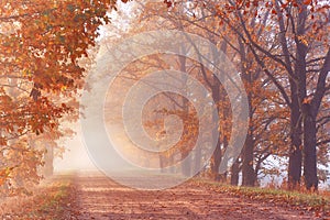 Autumn Magic forest. Colorful alley landscape in morning fog. Wood, rural road, orange leaves. Travel, walking, cycling, Fall