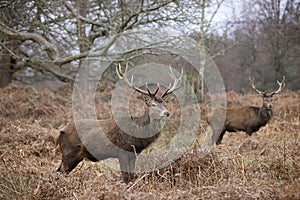 Autumn Majesty : Vigilant Red Deer Stags in Richmond Park