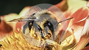 An autumn male Common Eastern Bumble Bee (Bombus impatiens) feeding on a Dahlia flower. Long Island, New York, USA