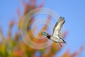 Autumn Mallard In Flight