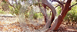 Autumn Manzanita Arctostaphylos Pringlei Horizontal