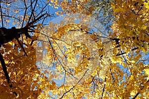 Autumn maple, bottom view. Golden autumn in Russia.