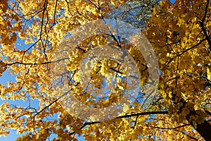Autumn maple, bottom view. Golden autumn in Russia.
