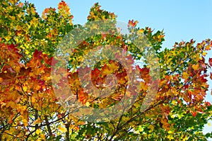 Autumn maple branches with bright yellow, orange, red, green autumn leaves on a blue sky background