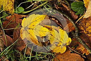 Autumn maple foliage in grass