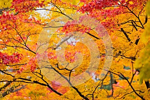 The autumn maple and ginkgo leaves lawn down to the ground at the main avenue next to campus