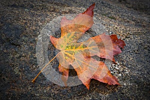 Autumn Maple Leaf