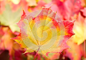 Autumn maple leaf