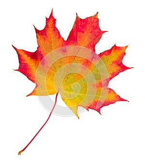 Autumn maple leaf