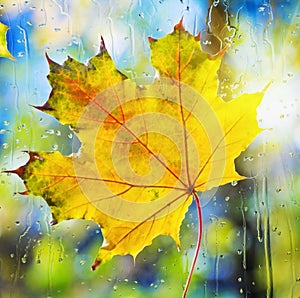 Autumn maple leaf