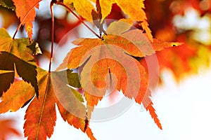 Autumn Maple leaf