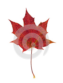 Autumn maple leaf