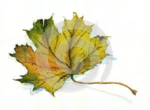 Autumn maple leaf