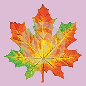 Autumn Maple Leaf