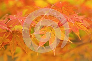 Autumn maple leaf background