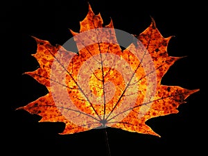 Autumn maple leaf on black background