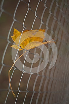 Autumn maple leaf caught in steel fence