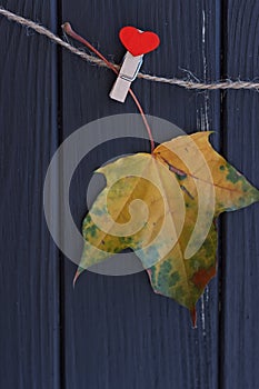 Autumn maple leaf on a clothes line