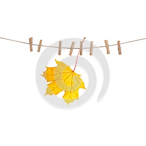 Autumn maple leaf clothes line pegs white background