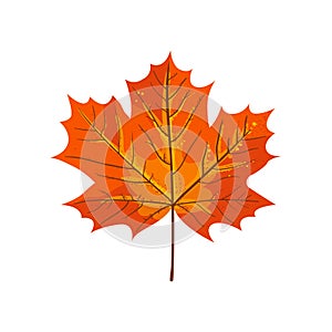 Autumn maple leaf.