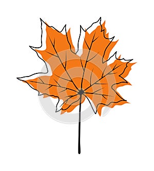 Autumn Maple Leaf