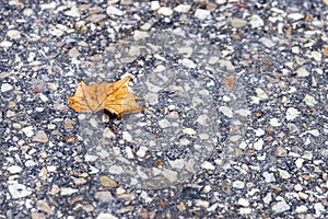 Autumn maple leaf fallen onto rocky pavement, background with sp