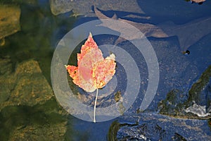 Autumn Maple Leaf Floating in a Stream