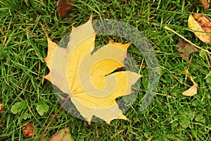 Autumn maple leaf in the grass