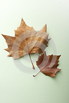 Autumn Maple Leaf on a green Background