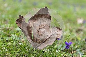 Autumn maple leaf on the green grass in the spring